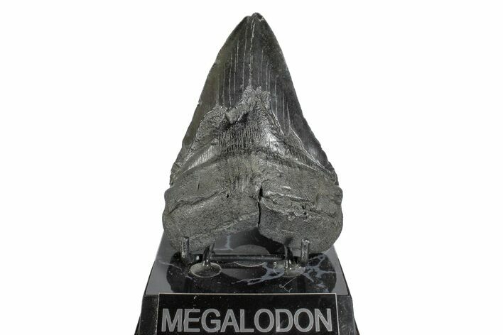 Fossil Megalodon Tooth - South Carolina #168101